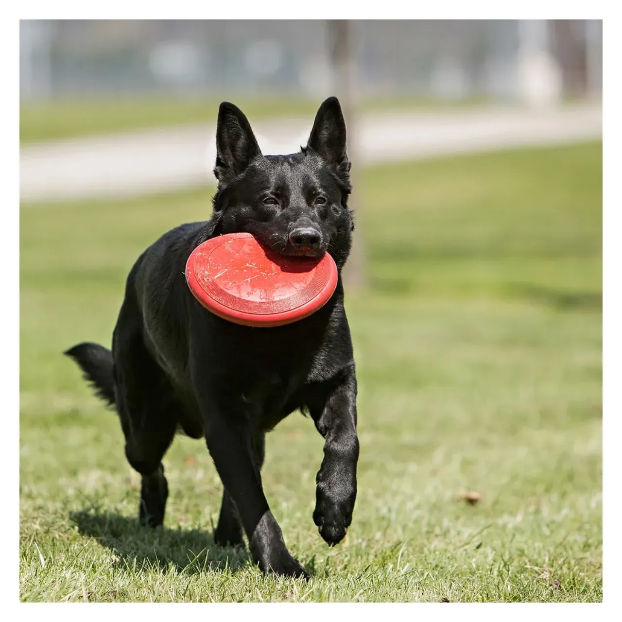 KONG Classic Flyer frisbee rød S Ø18 cm